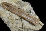Dinosaur Rib Bone Section In Rock - South Dakota #113595-2